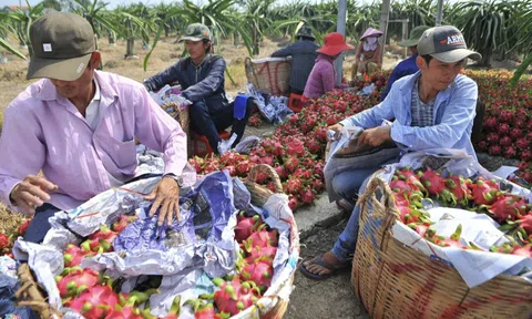 Trung Quốc dừng nhập khẩu thanh long Việt Nam đến ngày 26/1/2022