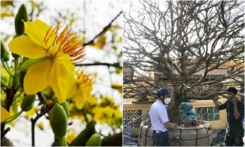 Cây mai hơn 50 năm tuổi được "đại gia" chốt 6 tỷ đồng, trưng bày cho mọi người "thưởng thức"