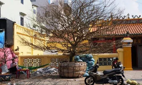 Cây mai vàng hơn 50 tuổi được đại gia chốt giá 4 tỷ đồng, đẹp cỡ nào?