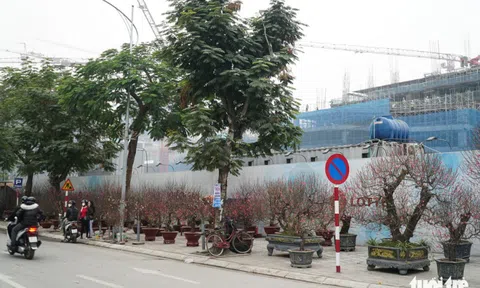 Gốc đào "khổng lồ" giá lên tới 100 triệu đồng phục vụ người dân chơi Tết