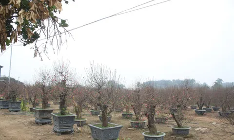 Kẻ khóc người cười vì đào Tết 