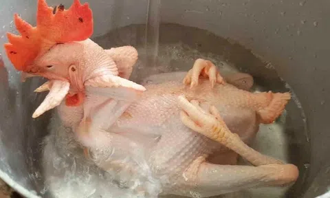 Luộc gà cúng ông Công ông Táo theo cách này đảm bảo vàng ươm, không nứt