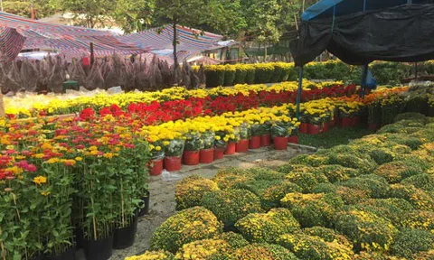 Lý do hoa Tết tăng giá vẫn “cháy hàng”