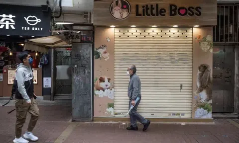 Hong Kong: Phát hiện chuột hamster mắc COVID-19, giới chức yêu cầu tiêu hủy 2.000 con