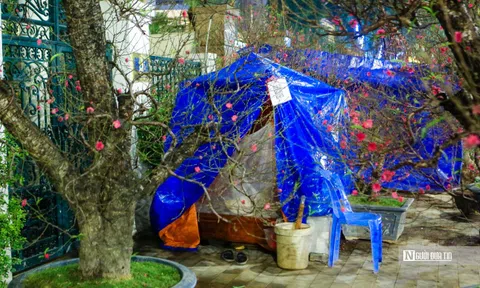 Trắng đêm trông đào, quất trên vỉa hè Hà Nội