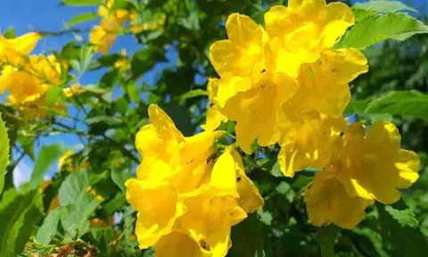 6 loại cây cảnh đẹp nhưng tuyệt đối không trồng trong nhà