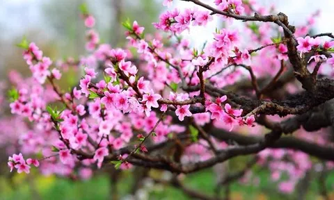 Vì sao người Việt thường bày đào, mai, quất trong nhà dịp Tết Nguyên đán?