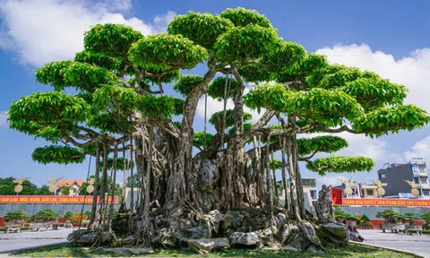 Choáng ngợp trước những siêu cây cảnh vượng tài lộc, giá hàng trăm tỷ đồng