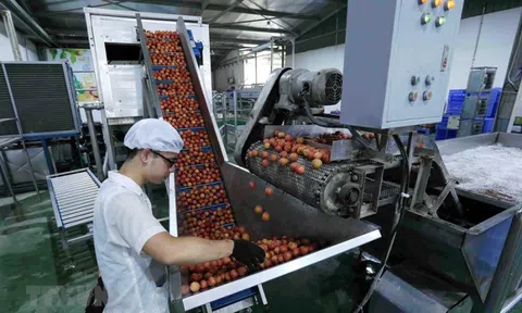 Xuất khẩu rau quả đạt gần 301 triệu USD trong tháng đầu năm 2022