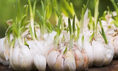 Tỏi mọc mầm có ăn được không?