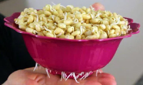 6 thực phẩm mọc mầm quý hơn vàng, đừng dại mà vứt bỏ