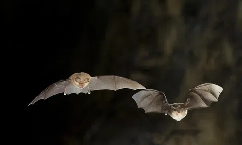 Phát hiện 3 loại virus corona mới tương tự SARS-CoV-2 trên loài dơi ở Lào