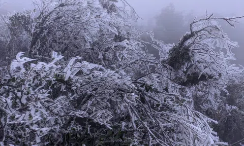 Miền Bắc trải qua đợt rét hiếm gặp trong 40 năm trở lại đây