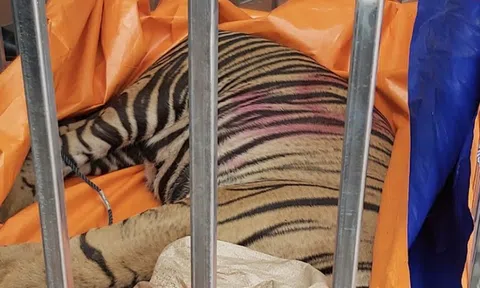 Người đàn ông nuôi nhốt 14 con hổ trong hầm nhà lĩnh án 7 năm tù