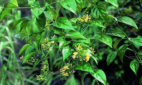 Ăn nhầm lá ngón, 1 người tử vong, 4 người ngộ độc nặng