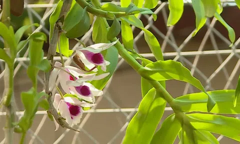 Vỡ "bong bóng" giá lan đột biến, nhiều người vỡ nợ hàng chục tỷ đồng