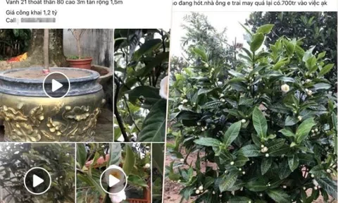 Hết thời lan đột biến, bạch hải đường lại lên cơn sốt, sang tay 1,2 tỷ đồng/cây