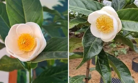 Bạch hải đường lên "cơn sốt", Cục trưởng Cục Trồng trọt khuyến cáo người dân không bị "sập bẫy lừa"