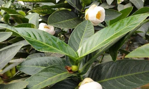 Bạch hải đường rớt giá thảm sau nhiều ngày "làm mưa làm gió"