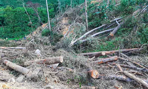 Lâm Đồng: Bắt 7 đối tượng phá rừng mang nhiều vũ khí