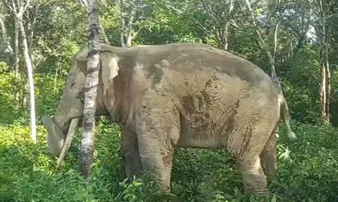 Đồng Nai: Voi rừng liên tục xuất hiện, uy hiếp cuộc sống của người dân