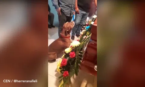 Chú chó đến tiễn biệt chủ lần cuối, bất ngờ làm một việc đầy cảm động