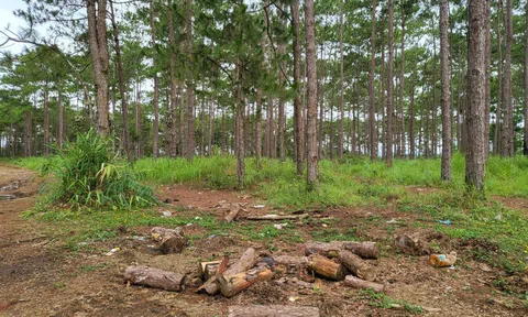 Lâm Đồng: Thu hồi rừng cộng đồng bị lấn chiếm trái phép