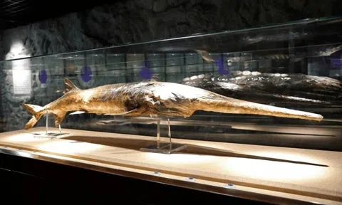 Loài cá cổ đại đã tồn tại 200 triệu năm chính thức bị tuyệt chủng