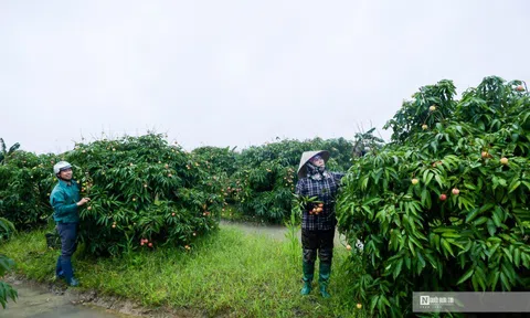 Yêu cầu giải quyết các khó khăn trong tiêu thụ nông sản