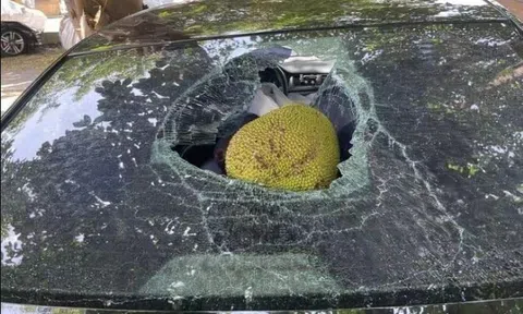 Đỗ xe ngay dưới gốc mít để tránh nắng, tài xế "khóc cạn nước mắt" khi quay lại