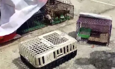 Triệt phá nhóm đối tượng thuê xe ô tô đi bắt trộm hơn 300kg mèo