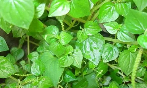 3 loại rau dại mọc đầy vườn ở Việt Nam nhưng là “thần dược” được săn đón ở nước ngoài