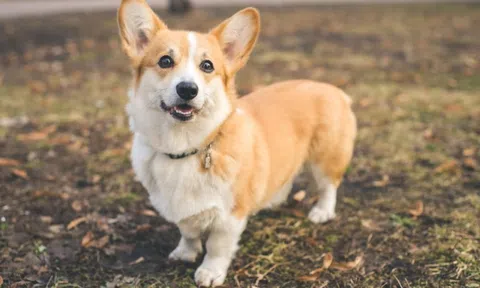 Cặp vợ chồng ly hôn không tranh tài sản mà chỉ giành chó