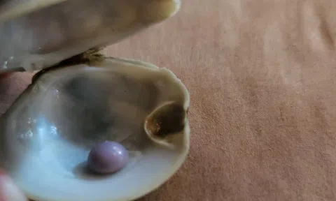 Đang ăn món khai vị, cặp vợ chồng bất ngờ phát hiện ngọc trai đắt giá