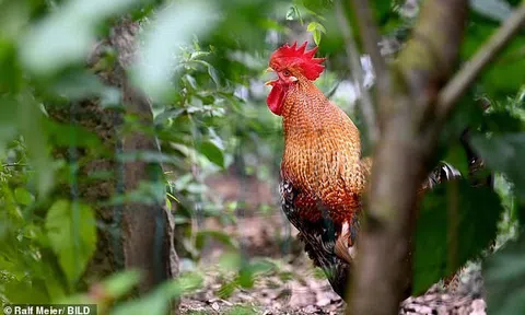 Hy hữu chuyện gà trống gáy tới 200 lần mỗi ngày, chủ nhân bị hàng xóm kiện ra tòa