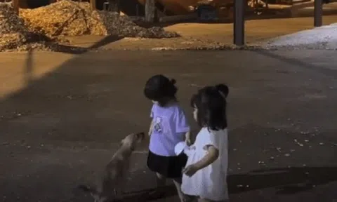 Thấy bạn bị chó tấn công, bé gái lập tức "ra tay" trừng trị khiến con vật quỳ rạp