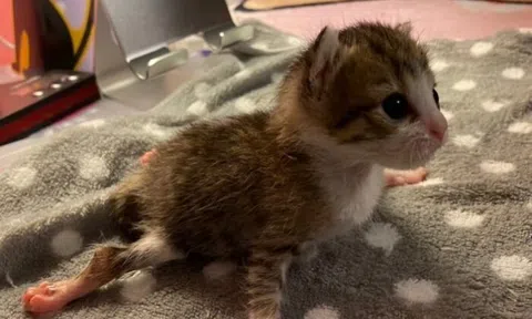 “Rụng tim” trước vẻ đáng yêu của chú mèo bị liệt chân sau, phải mặc tã cả ngày