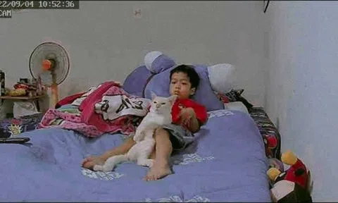 Mua mèo vì mong con trai hết "nghiện" tivi, mẹ choáng váng khi thấy kết quả qua camera