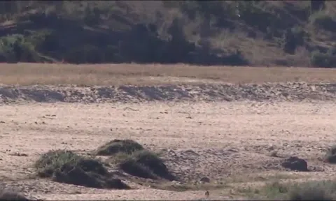 Video: Linh dương Impala tự dâng mình cho sư tử háu đói