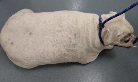 Hi hữu chuyện bị phạt 28 triệu, cấm nuôi động vật 8 năm vì để chó cưng béo phì