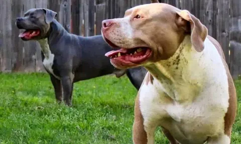 Xót xa hai đứa trẻ tử vong do bị chó pitbull của gia đình tấn công