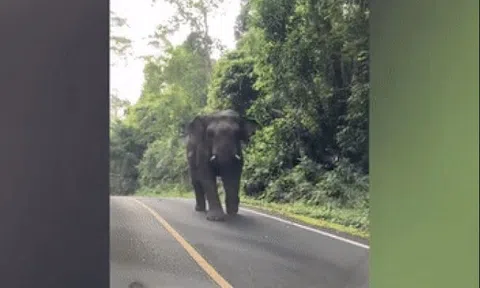 Chú voi bất ngờ lao ra đường chặn đầu xe du khách, hành động sau đó khiến ai nấy đều bất ngờ