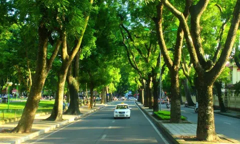 Bộ Công an yêu cầu các đơn vị liên quan định giá cây xanh ở Hà Nội