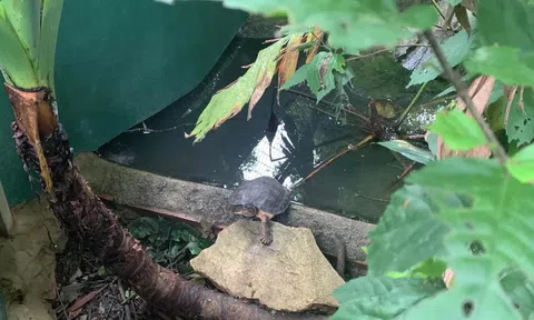 Việt Nam: 10 triệu cá thể rùa quý hiếm bị buôn bán trái phép mỗi năm