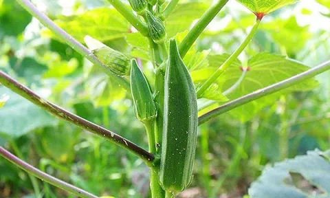 Những ai không nên ăn đậu bắp?