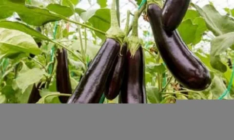 Những ai không nên ăn cà tím?