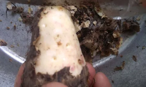 Trời mưa lạnh, làm ngay món canh khoai sọ hầm xương thơm ngon khó cưỡng