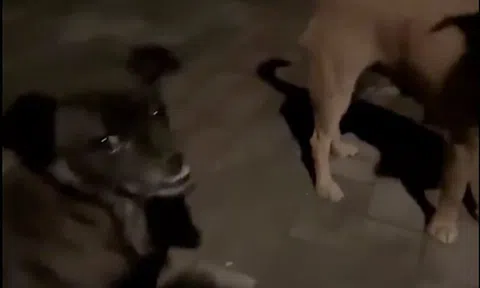 Ngất xỉu ở sân bóng rổ, nữ sinh đại học được hai “nhân vật” đặc biệt cứu mạng