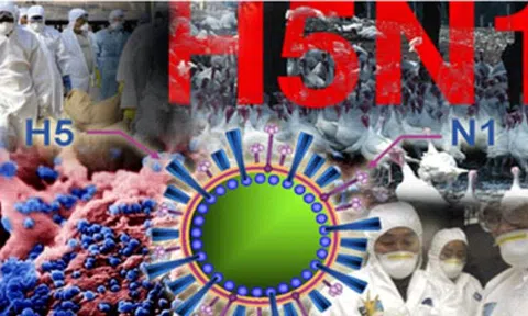 Biểu hiện nghi ngờ mắc cúm A/H5N1 ở người và cách phòng chống