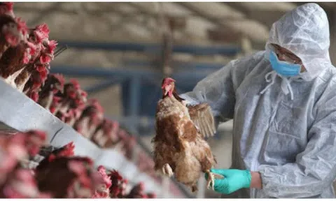 Bộ Y tế đề nghị tăng cường công tác phòng, chống cúm gia cầm